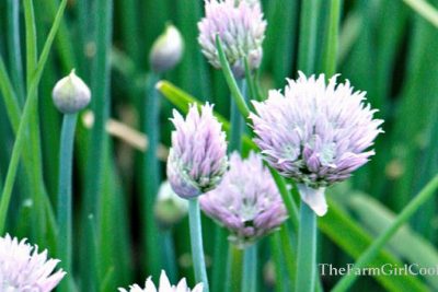 Growing Herbs at Home