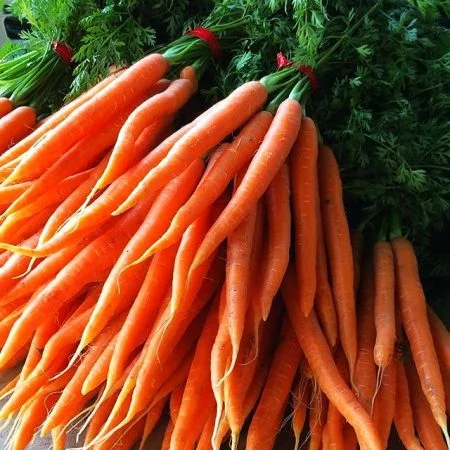 bialas carrots CSA