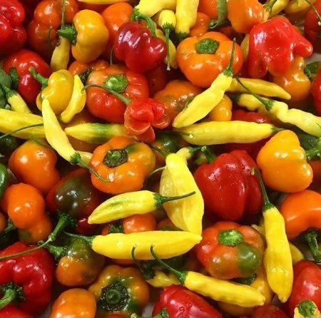 Bialas Peppers CSA bi-weekly