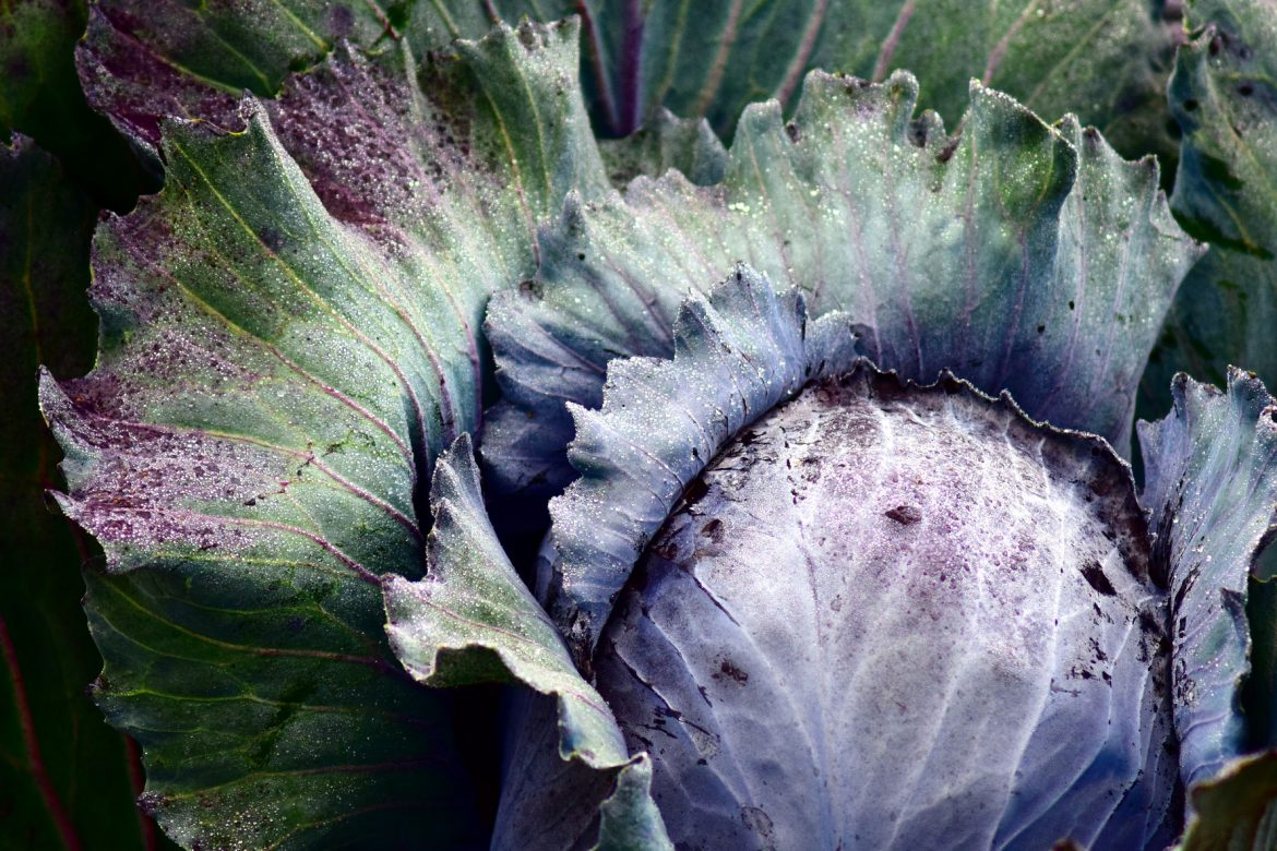 The FarmGirl Cooks Guide to Winter Veggie Storage