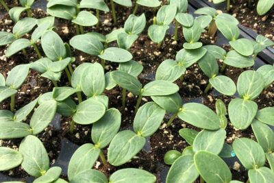2022 Plant Guide