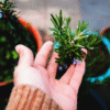 Herb Planting Workshop